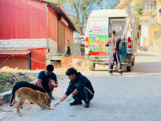 महानगरभित्रका २ हजार ८३ सामुदायिक कुकुरको बन्ध्याकरण