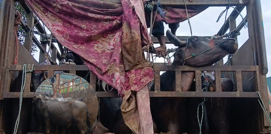 एक दिन सडकमै अलपत्र, भारी वर्षामा भैंसीको असह्य पीडा