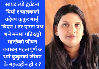 सडकमा छट्पटाइरहेका कुकुरहरू: के हाम्रो मानवता पनि सडकसँगै हराउँदैछ?
